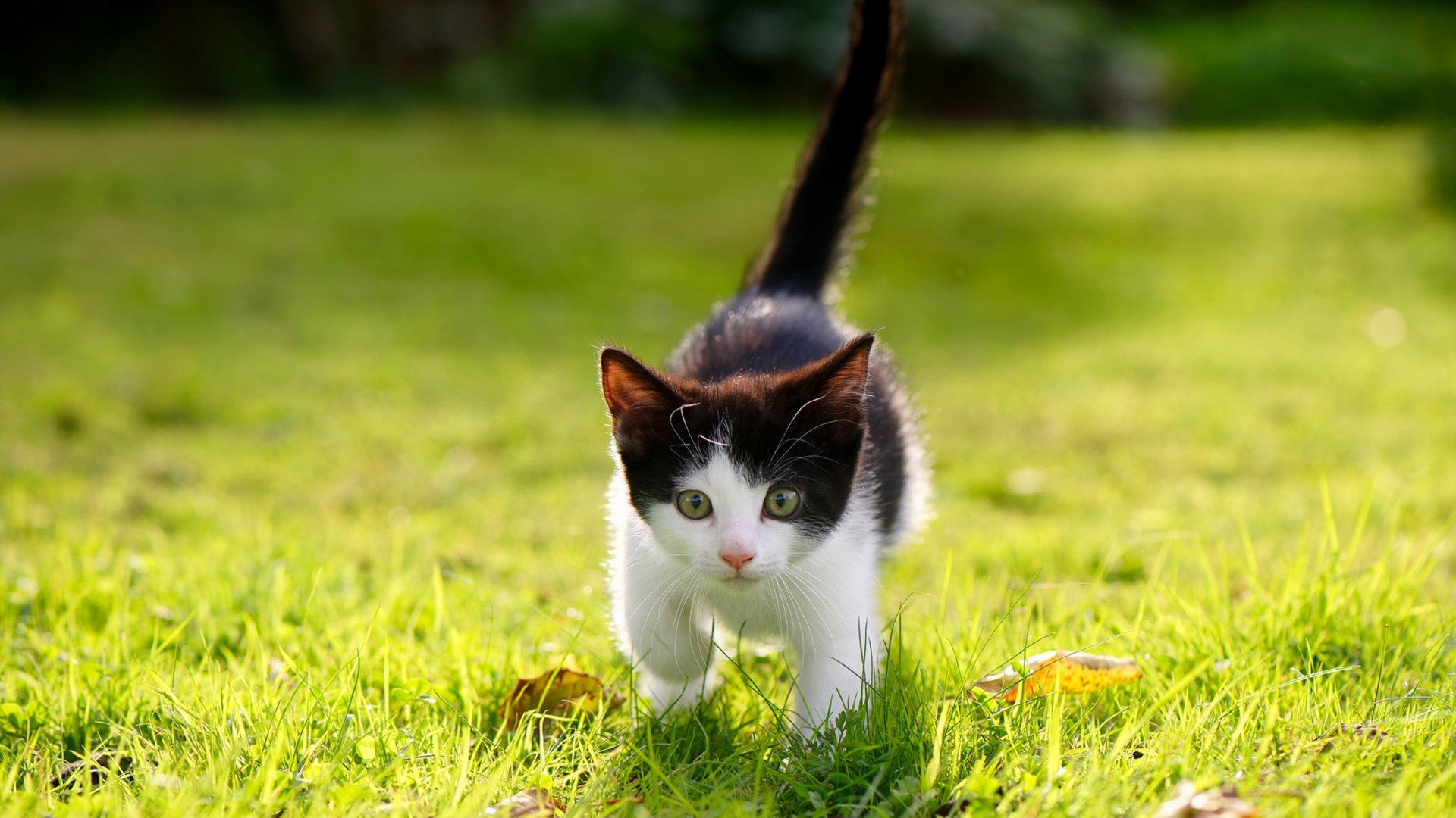 全员参战：年轻球员如何在关键时刻挺身而出？，全面球员