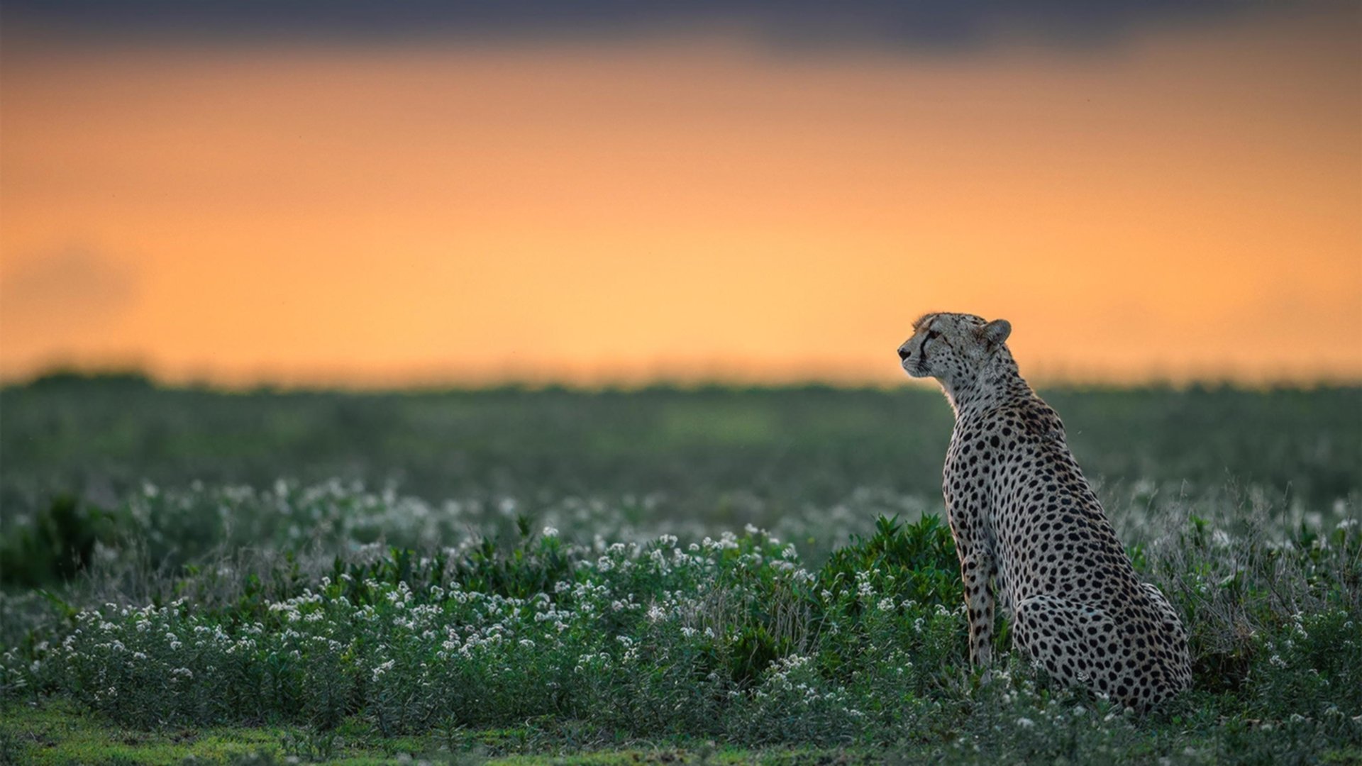 德甲领头羊:拜仁连续15场不败,优势明显,拜仁德甲连冠