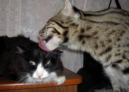 开云·Kaiyun网页版-“西甲领头羊稳步推进，夺冠希望逐渐下放”，西甲足球冠军