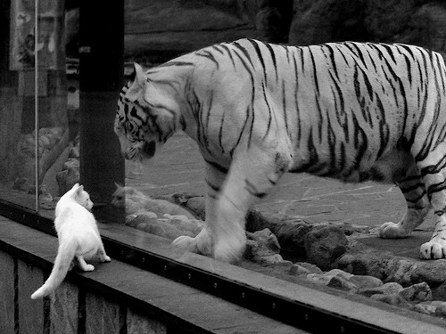 Kaiyun APP-《电竞与传统体育融合：可能开启新纪元？》，电竞和传统体育项目的区别